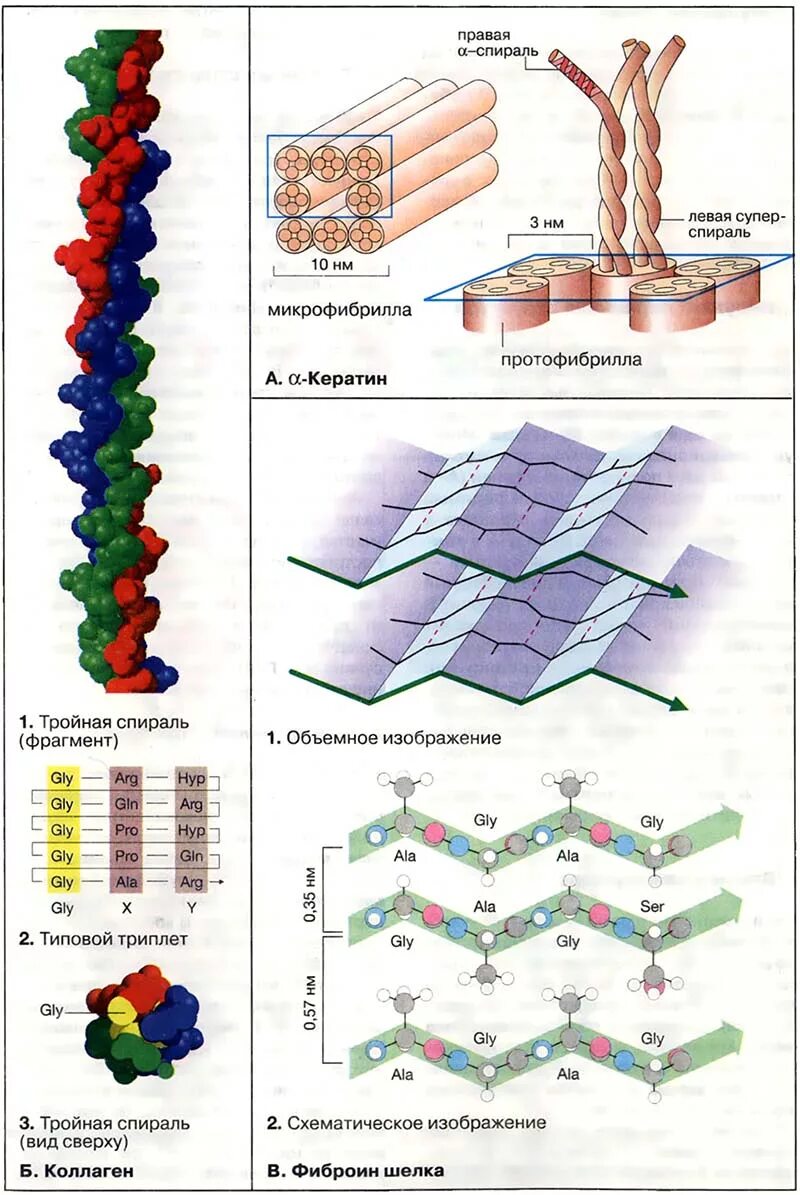 Бета кератин для чего. Бета каротин молекула. 810мг №60. Кератин в природе. Бета кератин для чего.