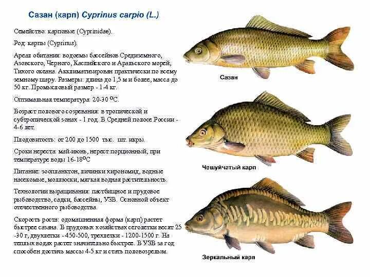 Карп средняя длина. Размер рыбы сазан. Сколько растет сазан. Таблица роста карпа. Сазан размеры.