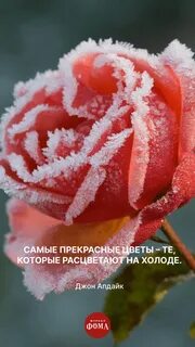 Розы в инее