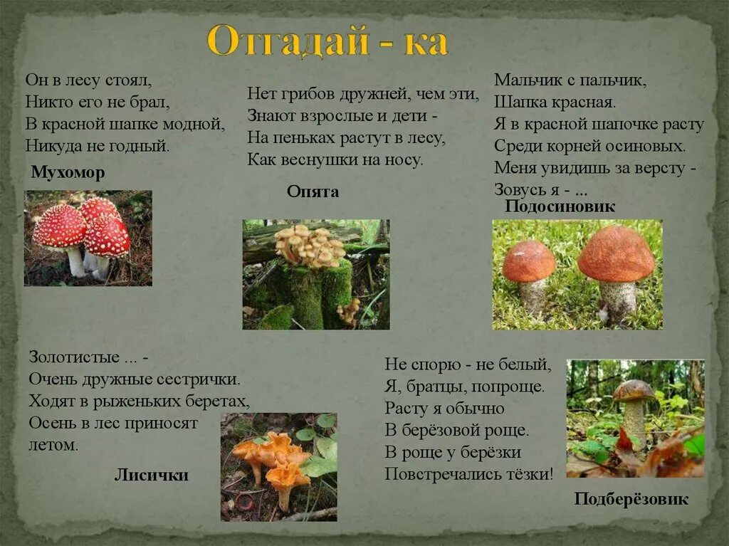 Роще березки повстречались загадка. Загадка про лисички грибы для детей. загадки про грибы. загадки о шляпочных грибах. загадка про гриб лисичка.