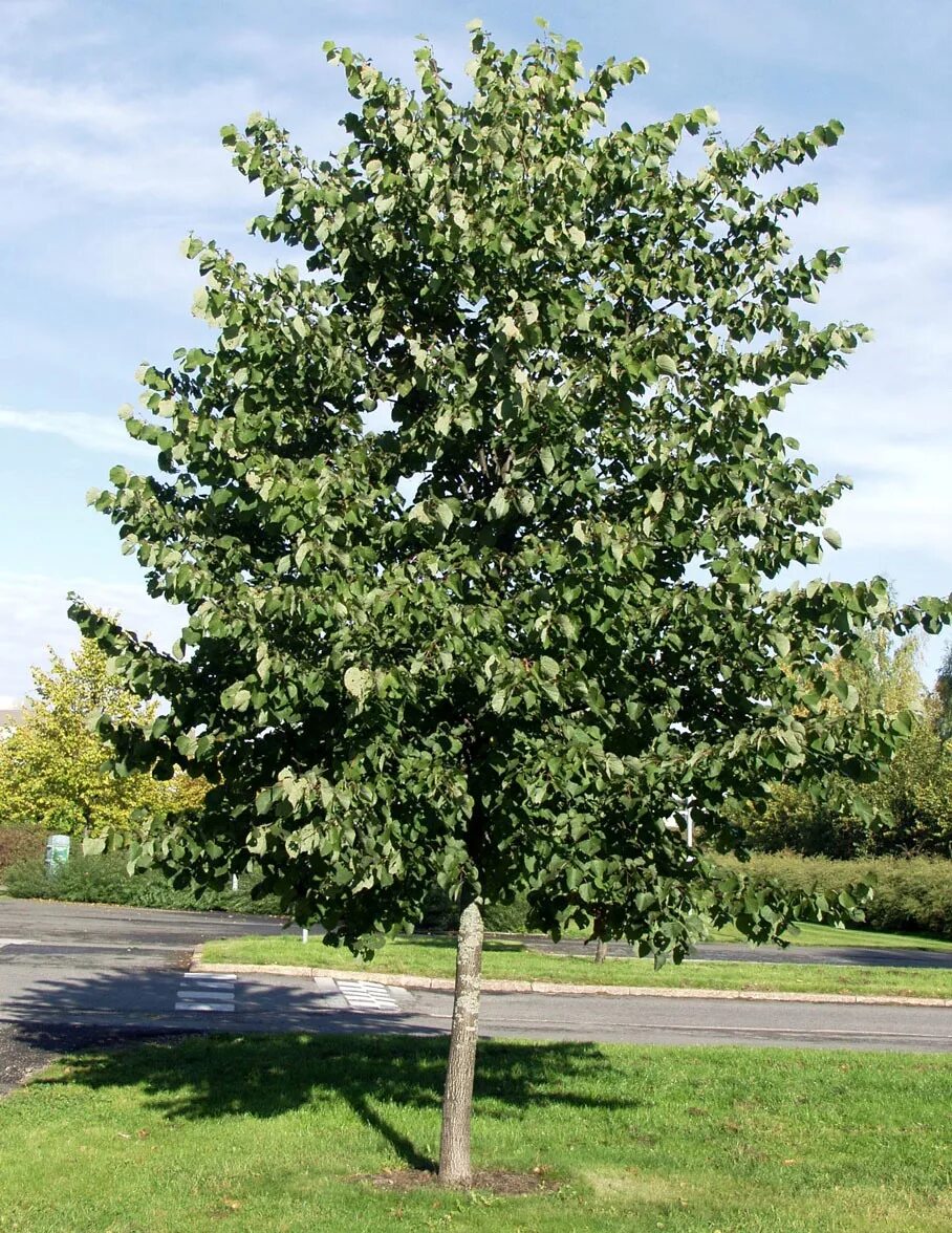 Tilia 30. Tilia 30. Tilia 30. Tilia 30. Tilia 30.