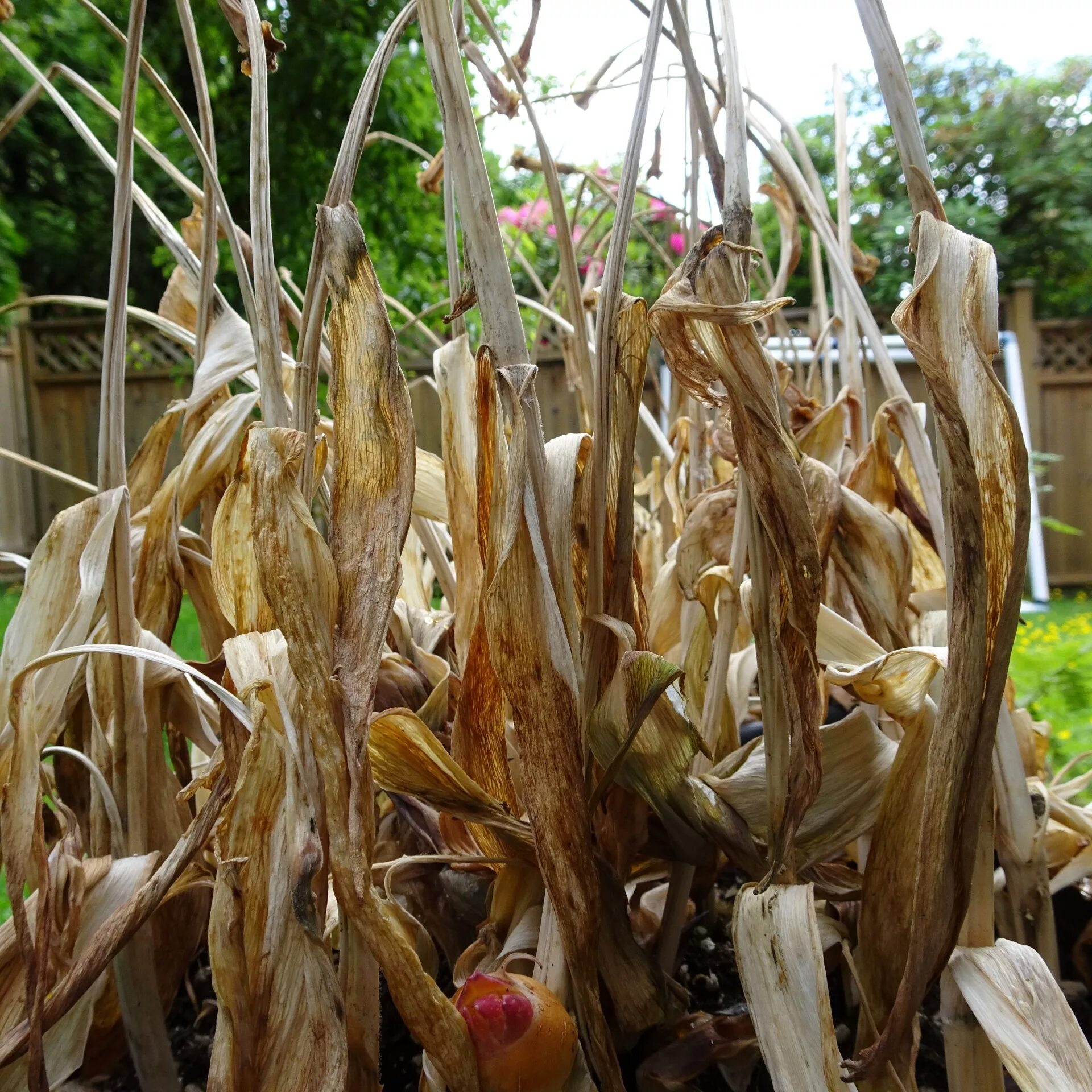 Dry plants. Сухие растения. Встряхивания сушеных растений. Dry Plant.