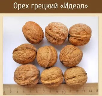 Грецкий орех сорт идеал описание
