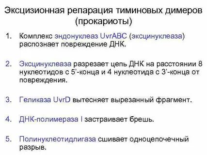 Эксцизионная репарация