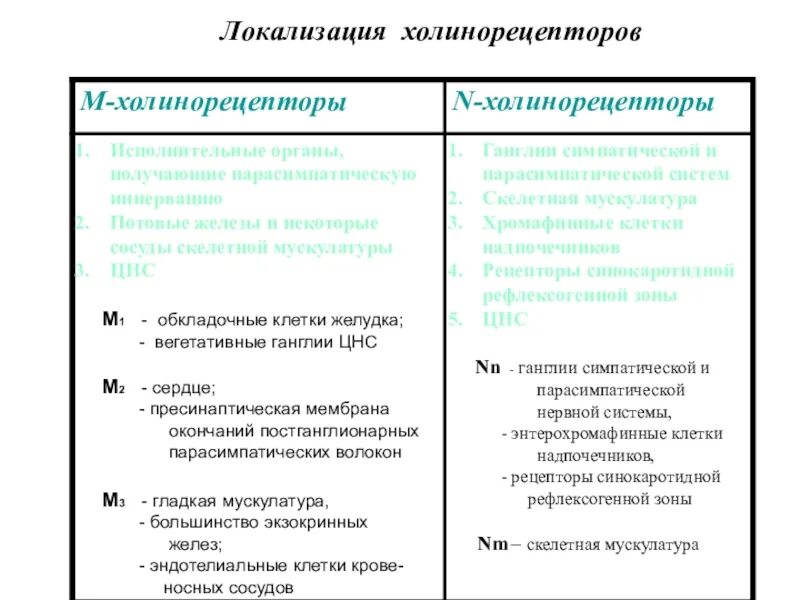 Локализация холинорецепторов. Локализация м1 холинорецепторов. Тип рецепторов м холинорецепторов. Холинергические рецепторы локализация. Классификация холинорецепторов и их локализация.