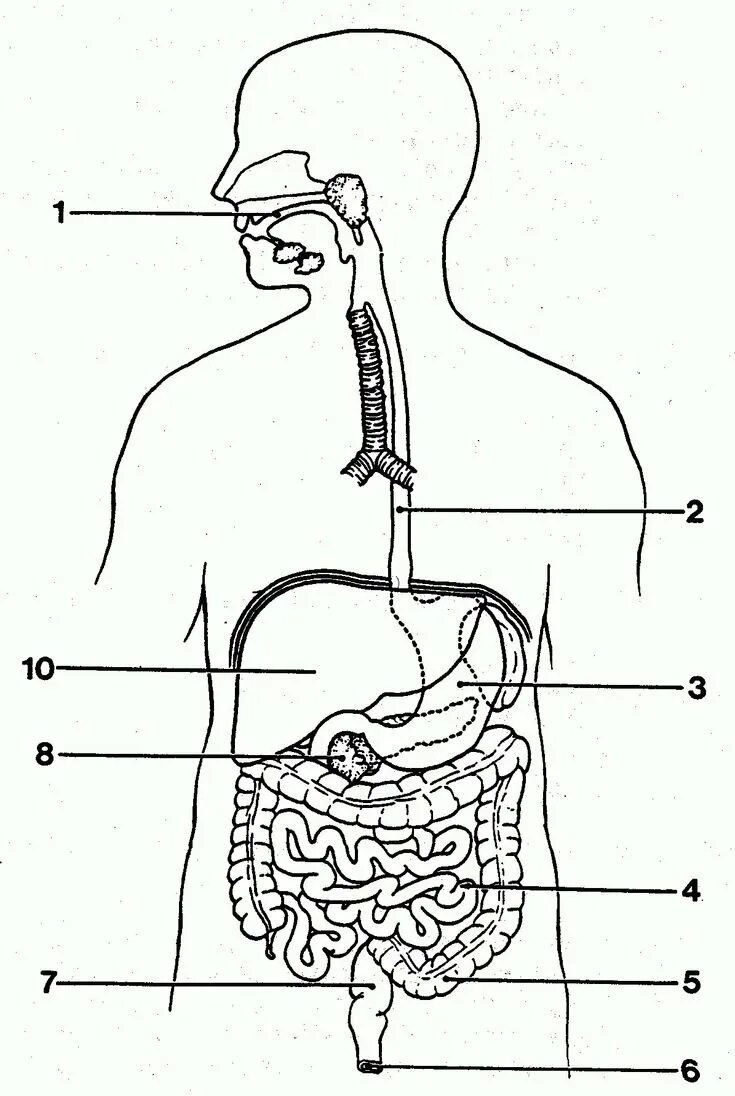 Печатать органы. Схема строения пищеварительной системы. Строение пищеварительной системы рисунок. Строение пищеварительной системы человека без подписей. Пищеварительная система человека рисунок без подписей.
