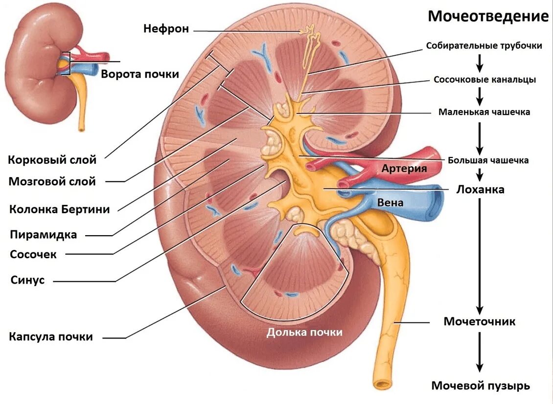 Почка строение анатомия ЕГЭ. Строение почки в разрезе рисунок. Анатомические строение поски. Анатомтческое строение поче.