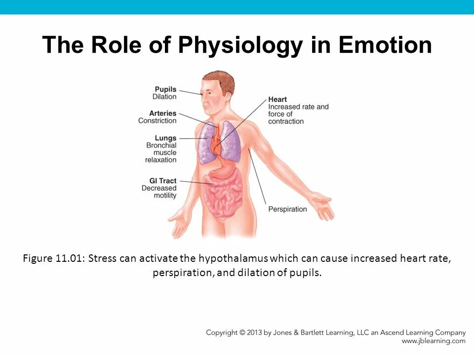 Physiological response. Physiological emotions. physiological parameters of the heart. physiological process list. division of emotional physiology.