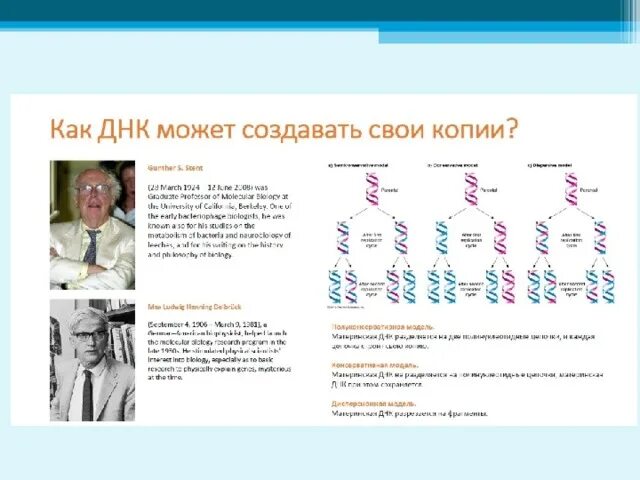 Модель днк была предложена. Егэ биология опыт мезельсона и сталя. м мезельсон и ф сталь. изучение структуры днк опыт. опыты с днк.