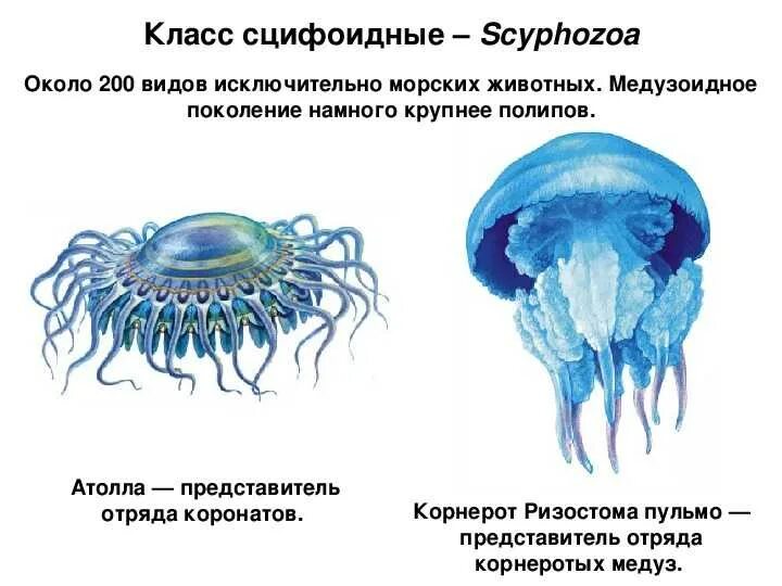 Класс Сцифоидные медузы представители 7 класс биология. Биология 7 класс Сцифоидные медузы. Строение сцифоидных медуз 7 класс биология. Кишечнополостные медуза корнерот. Медуза какая симметрия тела