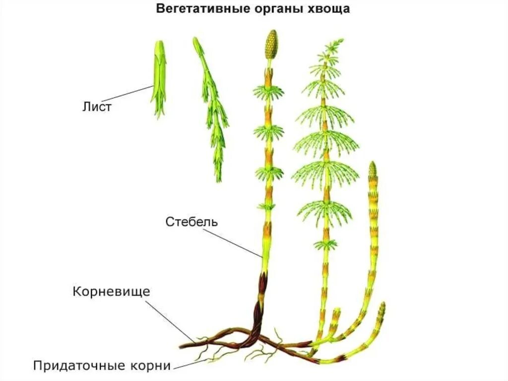 Вегетативный побег хвоща. Побег плауна. Хвощ полевой строение. Стебель летнего побега хвоща полевого. Вегетативные органы ели