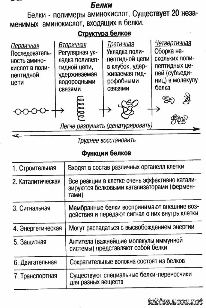 Белки строение и функции. Строение структура свойства и функции белков. белки: состав, строение, структура, свойства и функции. биологические функции белков таблица. белки состав и строение биологические функции.