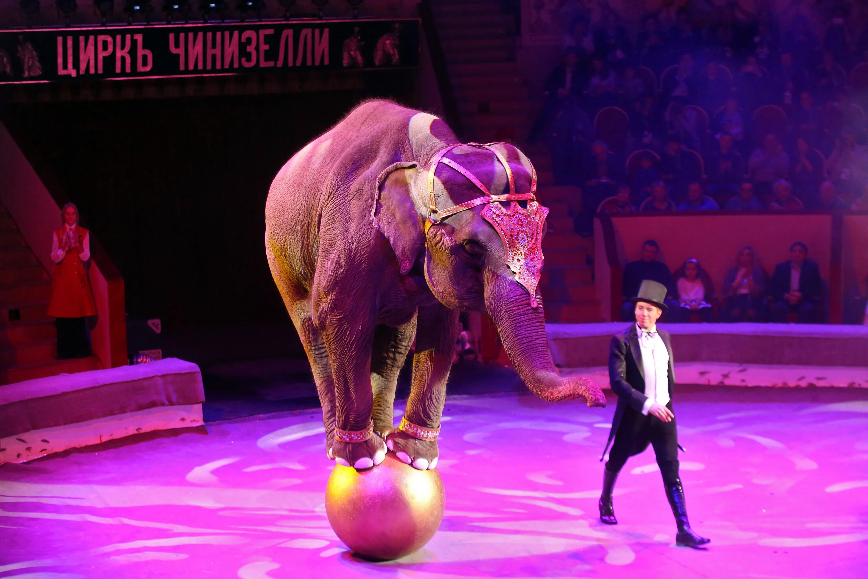 Цирковая программа флоризеля. Цирк последнее представление. Цирк последнее представление. Передвижной цирк сша. В цирке представление.