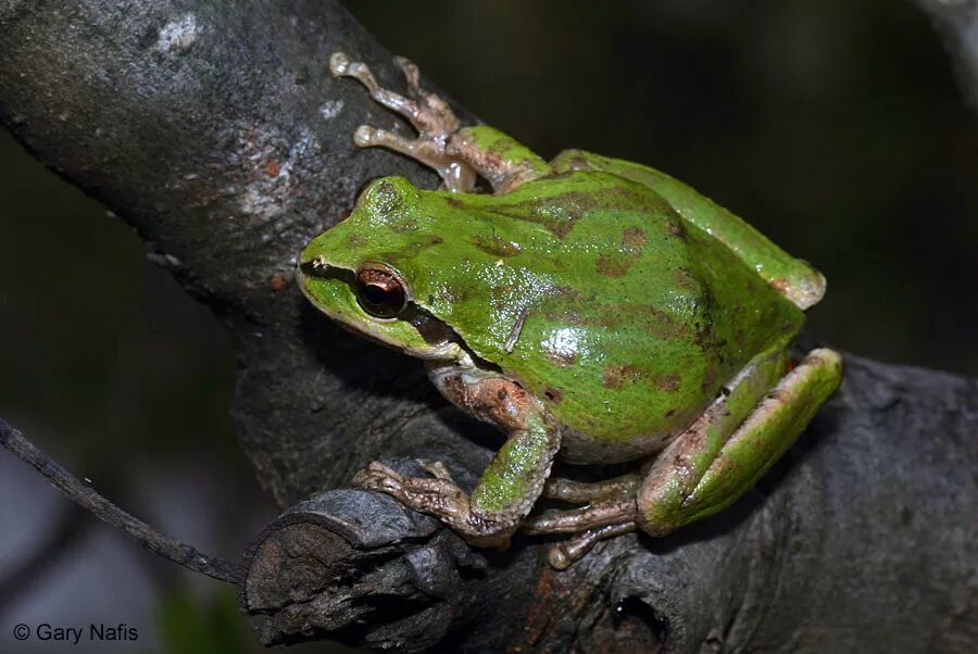Tree frog клей. Pacific tree frog. frog sound. frog say.