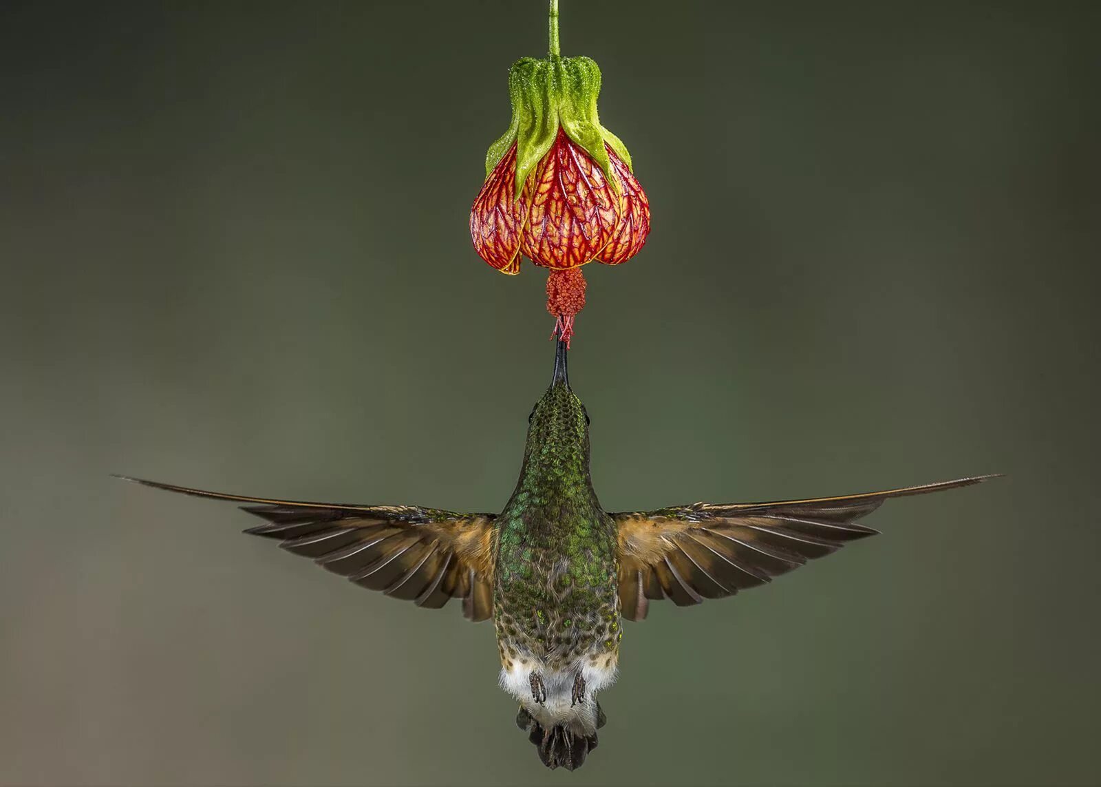 Венценосный Колибри. National Geographic Колибри. Победители фотоконкурса National Geographic. National Geographic фото. Natural geographic