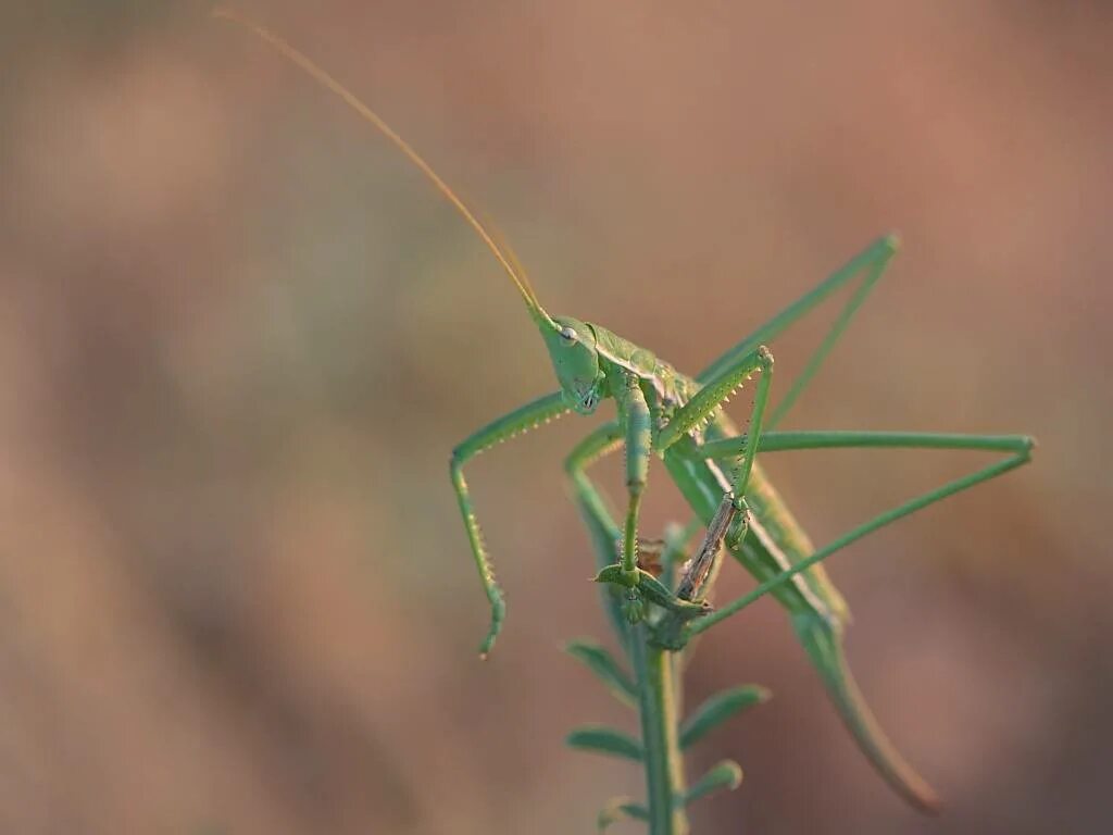 певчий кузнечик. кузнечик дебкостепная. кузнечик в степи. степная дыбка это насекомое. Tettigonia cantans.