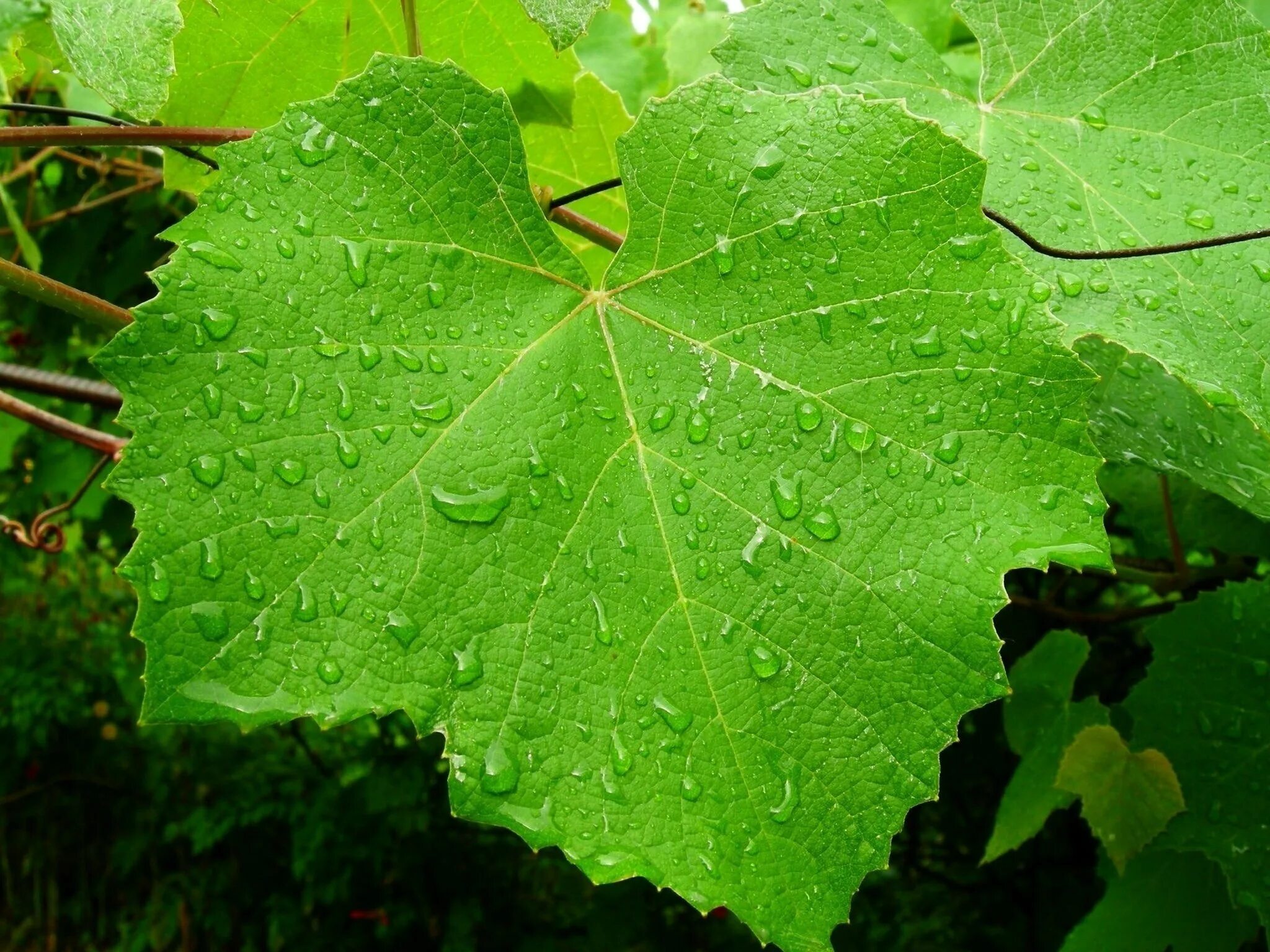 Лист винограда. Виноградный листок. Листик винограда. Зеленый виноград с листьями. Плющ фотосинтез