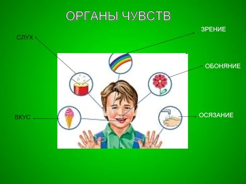 Органы чувств. Органы чувств для детей. Органы чувств зрение слух обоняние. Органы чувств рисунок. Гигиена зрения и слуха