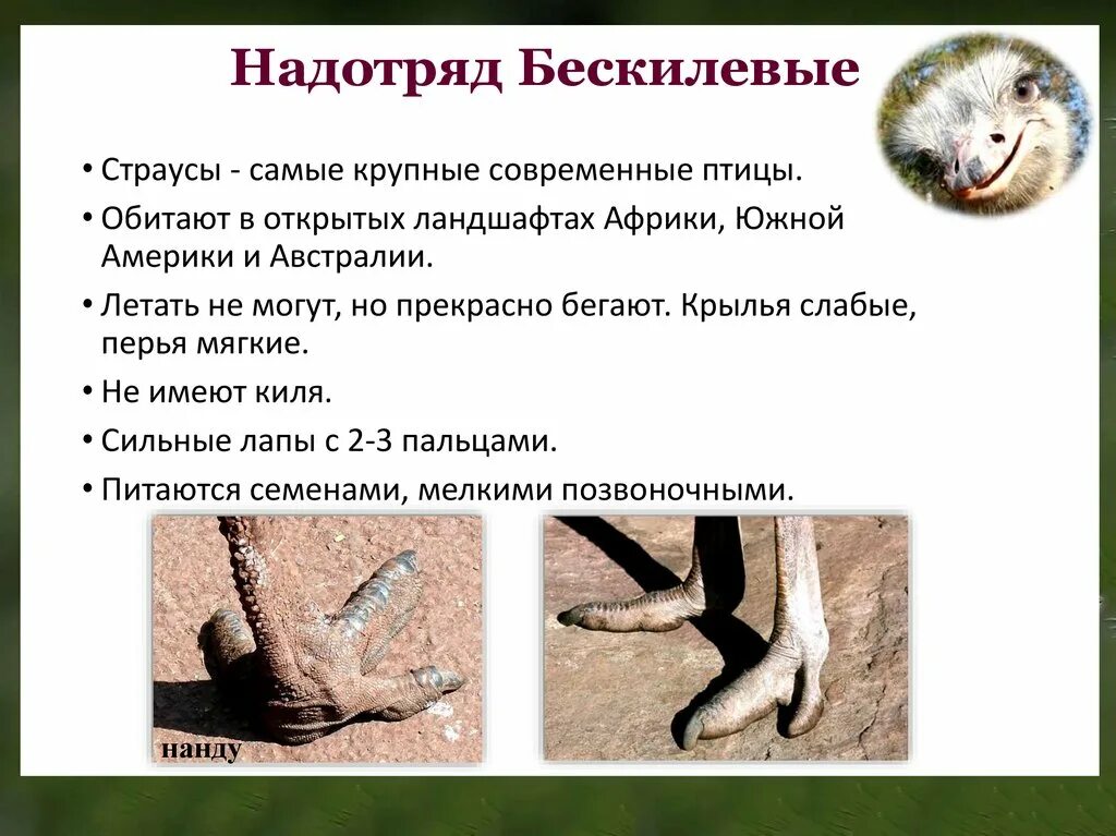 Отряд страусы. Надотряд бескилевые. надотряд бескилевые птицы. птицы над отряд безуилевые. класс птицы надотряд бескилевые.