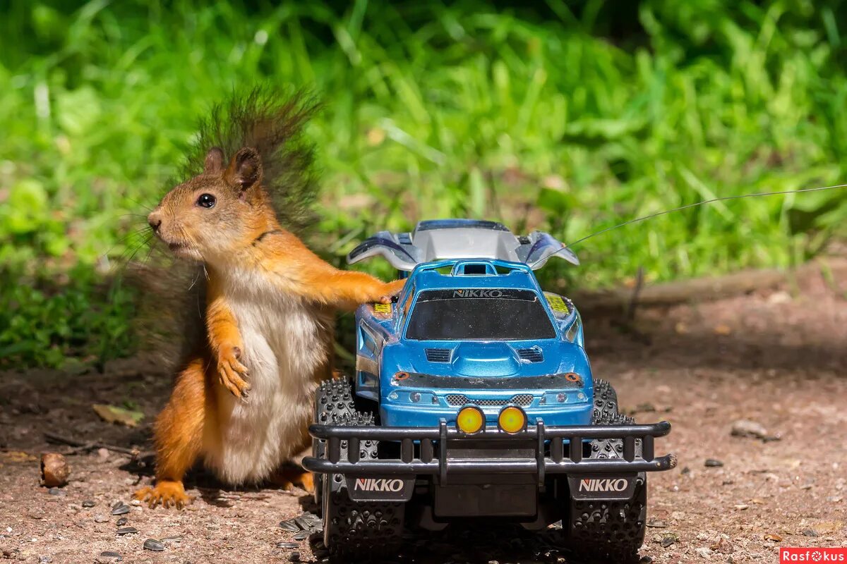 авто белка. белка в такси. машина белочка. машина белочка. белочка на машине.