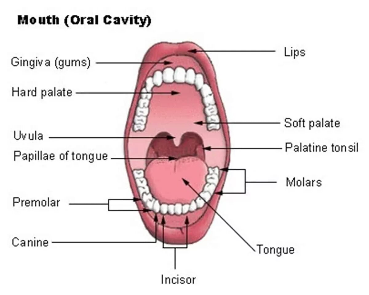 Foot tongue. Строение ротовой полости человека схема. Ротовая полость анатомия на английском. Ротовая полость строение анатомия. Строение ротовой полости и зубов.