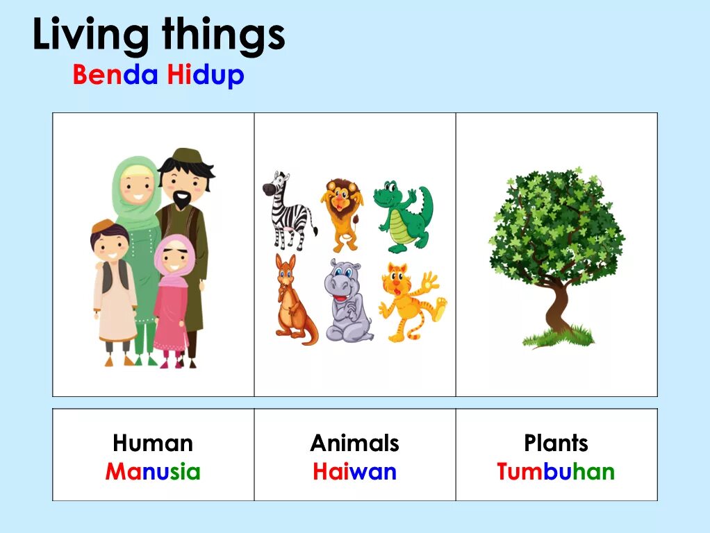 Living things for Kids. Living non Living things for Kids. Living things around us. Living things картинки. Living things around us контрольная работа