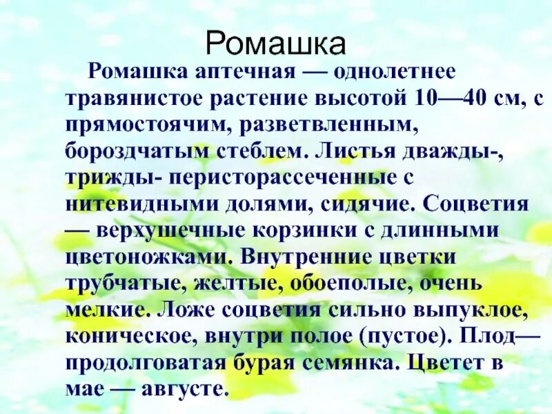 Текст описание ромашки 3 класс. Ромашка текст описание. Научное описание ромашки. Ромашка в научном стиле. Описание растения в научном стиле.