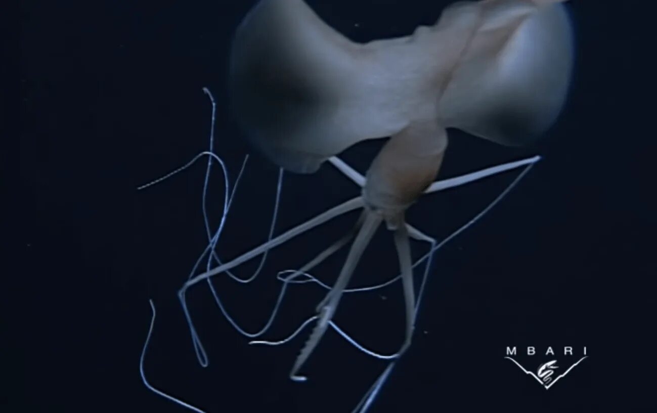 Длиннорукий кальмар. Magnapinna squid. глубоководный кальмар магнапинна. бигфин кальмар. осьминог магнапинна.