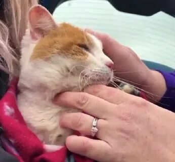 Коты переживают