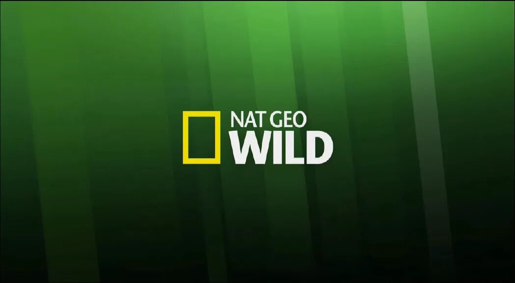 Nat geo wild программа. Нат гео вайлд. nat geo wild телеканал. логотип канала nat geo wild hd. канал нат гео.