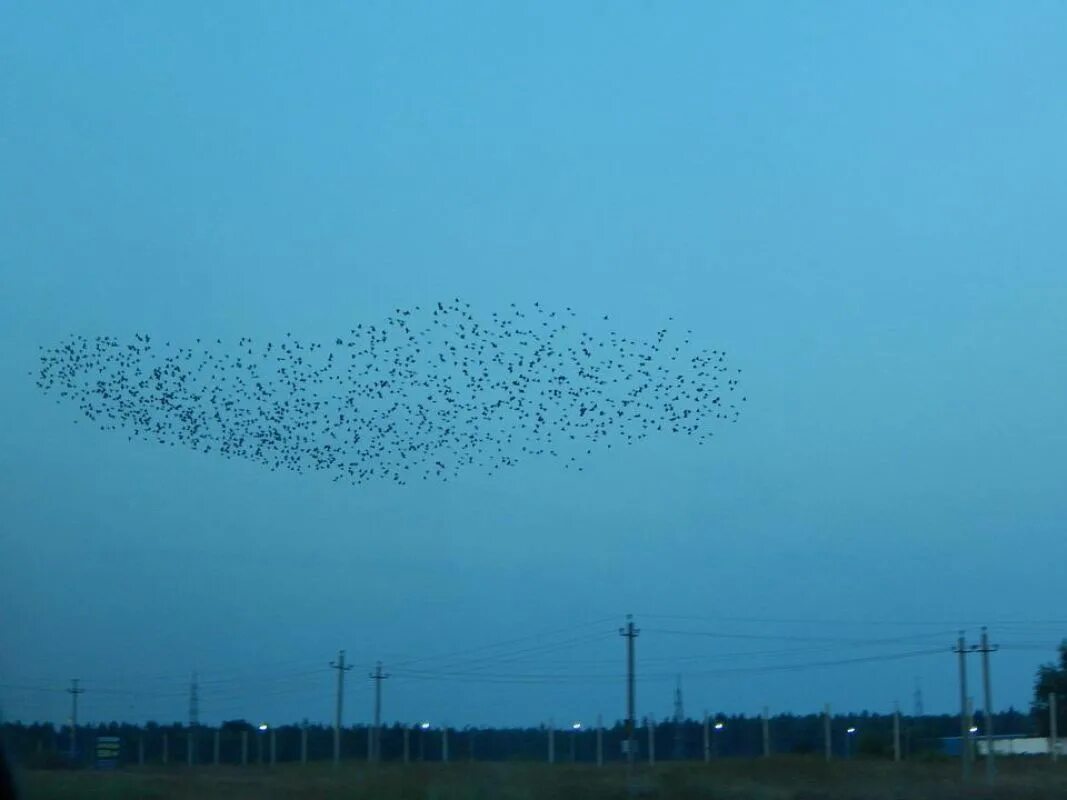 Дрозд мурмурация. Огромная стая птиц в небе. Стая Скворцов. Скопление птиц в небе.