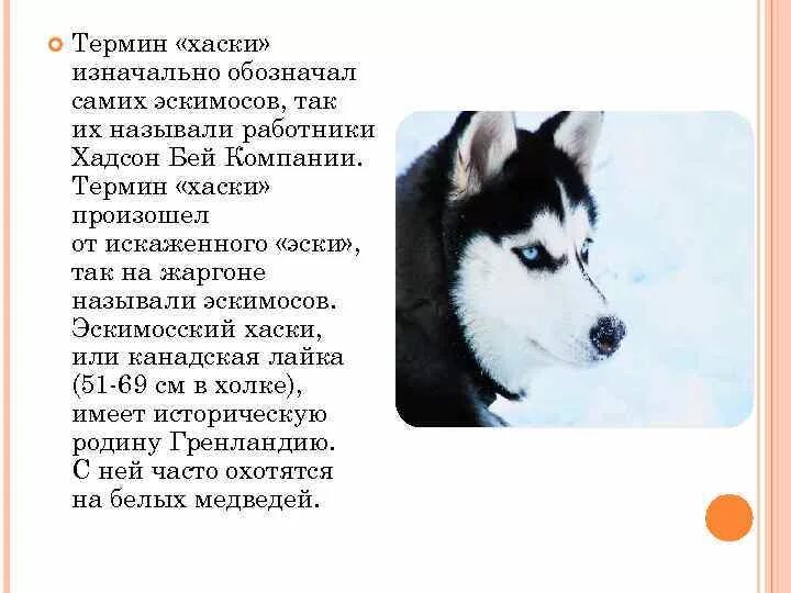 Хаски сказки разбор. Описание породы хаски описание. Сибирский хаски характер. Доклад о собаке хаски. Рассказ хасок.