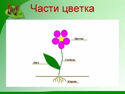 Схема растения для дошкольников
