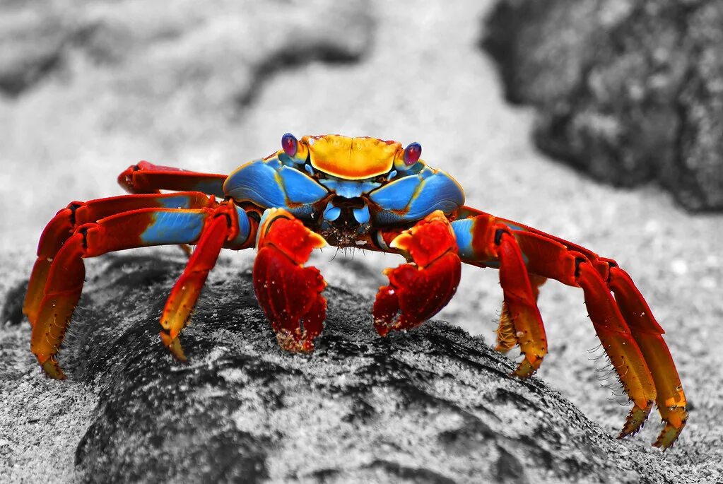 Птица краб. Sally Lightfoot Crab. Grapsus Grapsus. Галапагосский краб. Разноцветные Крабы.