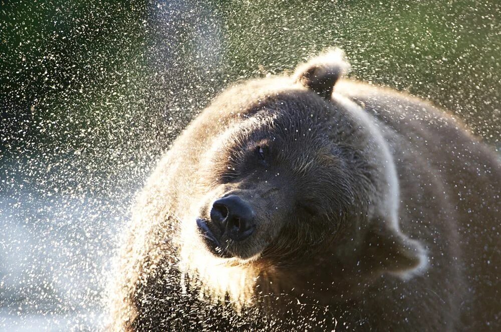 Медведь умывается. Бурого медведя умывается. Белый медведь умывается. Как умывается медведь.