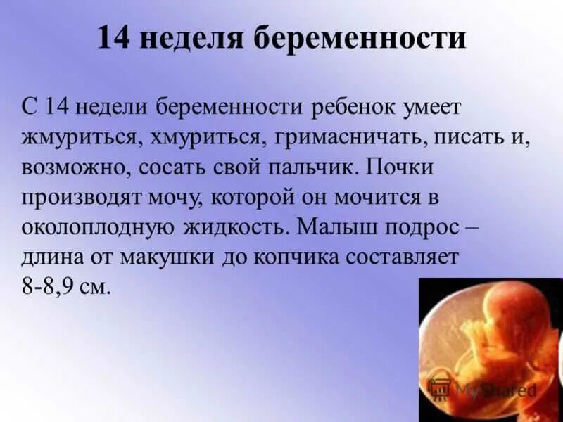 13 недель какой размер. Эмбрион на 13 неделе беременности. эмбрион на 15 неделе беременности. ребёнок в 14 недель беременности.