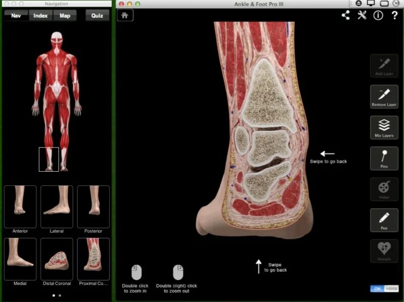 Pro feet. Что такое щиколотка у человека. Лодыжка часть тела. Части тела человека щиколотка. Строение тела щиколотки.