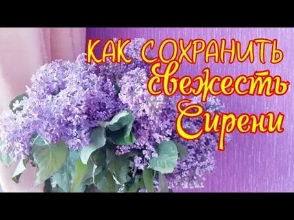 Как сделать чтоб сирень долго стояла