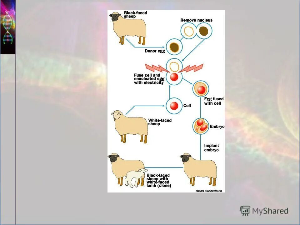 Клонирование m2. Клонирование m2. Овечка долли схема клонирования. Конструирование плазмид. Молекулярное клонирование.