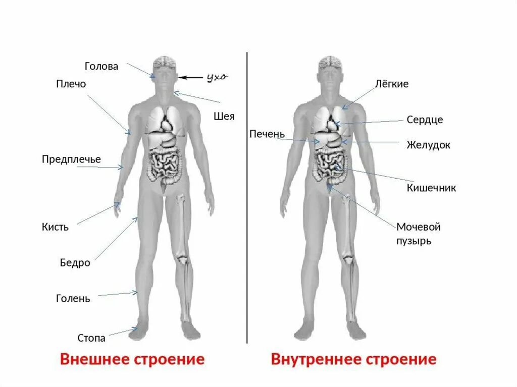 Части внутреннего мужчины