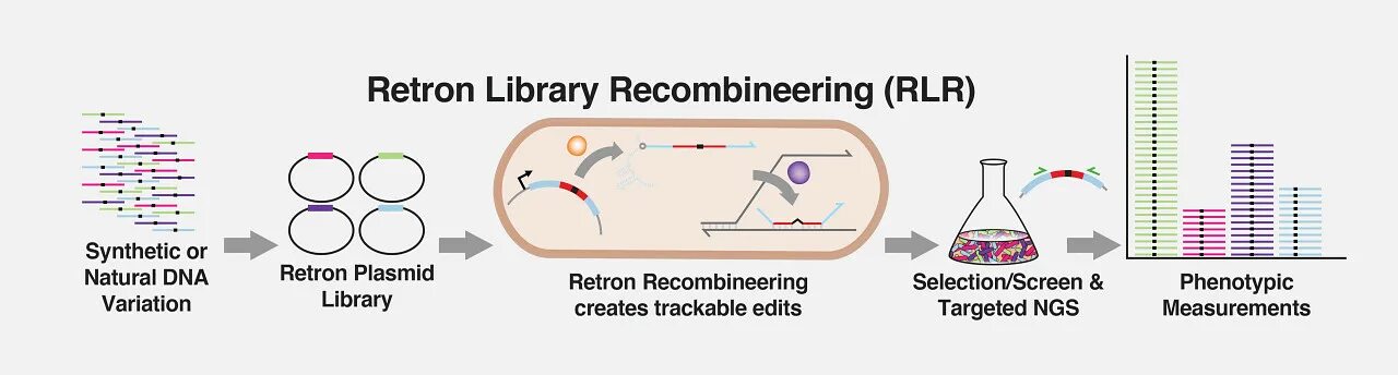 Ретрон. Harvard genetic. Праймированное редактирование геномов. Эпоха генного редактирования -CRISPR актуальность.