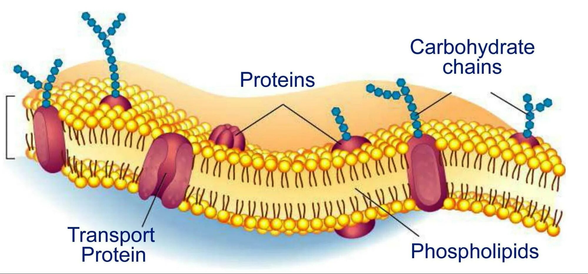 Структура клетки плазматическая мембрана. Фосфолипиды плазматической мембраны. Билипидный слой мембраны. Гликопротеины в клеточной мембране. Наружная и внутренняя мембрана клетки