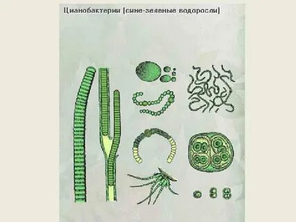 Выберите функции цианобактерий в биосфере