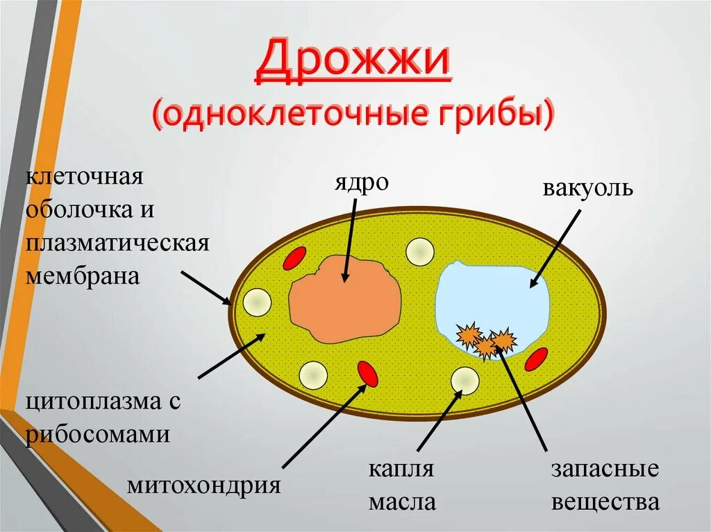 В каких биотехнологиях используют одноклеточные грибы. Строение одноклеточных грибов. Одноклеточные грибы строение. Одноклеточные дрожжи. Дрожжи одноклеточные грибы.