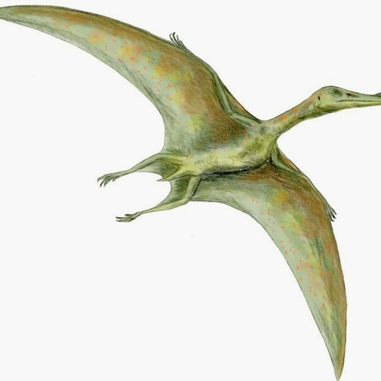 Птеранадон. Птерозавр орнитохейрус. Птерозавры Юрского периода. Кетцалькоатль птеродактиль. Орнитохейрус АРК.