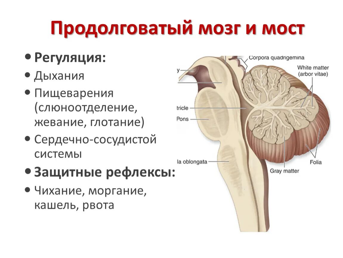 Продолговатый отдел мозга строение. Олива — отдел продолговатого мозга.. Основные анатомические структуры продолговатого мозга. Боковой канатик продолговатого мозга. Продолговатый мозг Синельников.