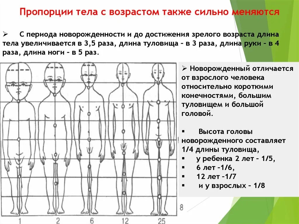 Длина рук составляет. Возрастные изменения пропорций тела. Изменение пропорций тела с возрастом. Изменение пропорций тела человека с возрастом. Прваорций тела у ребенка.