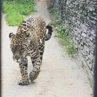 Работа в новосибирском зоопарке