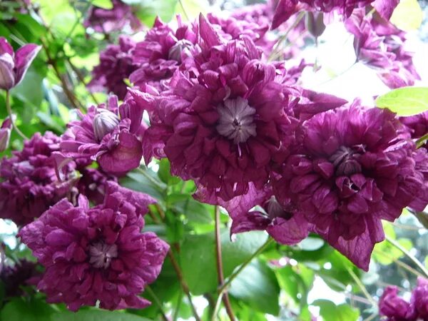 Клематис purpurea Plena elegans. Клематис Ботанический Пурпуреа плена Элеганс. Клематис purpurea Plena elegans (Пурпуреа плена Элеганс). Клематис флоре плена Элеганс.