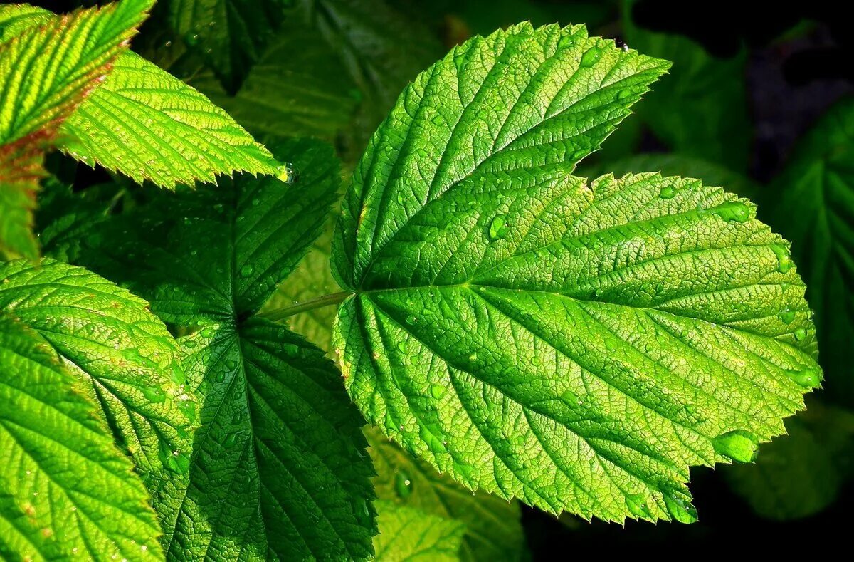 Можно листья малины. Листья малины применение. Можно листья малины. Лекарственные части малины. Можно листья малины.